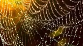 pavučina web-586177 1280
